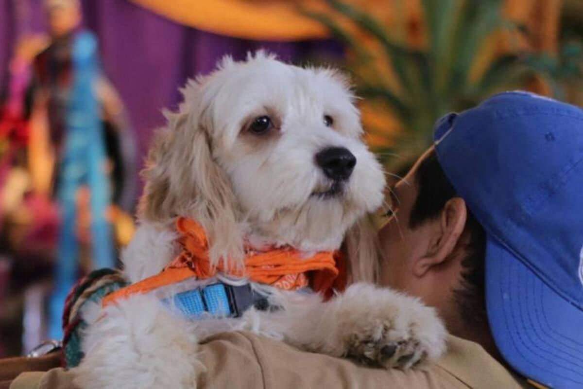 No permitirles socializar puede traer consecuencias para el desarrollo del perro