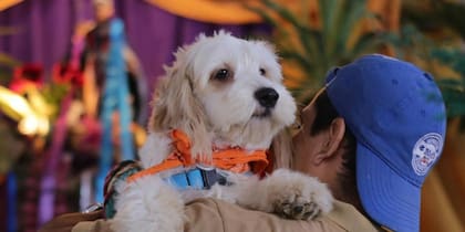 No permitirles socializar puede traer consecuencias para el desarrollo del perro