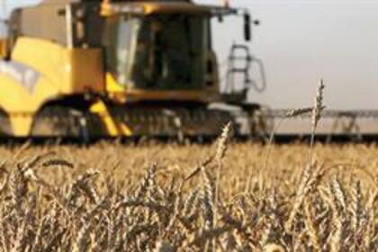 Se espera que la producción del cereal argentino se ubique en torno de los 19 o 20 millones de toneladas
