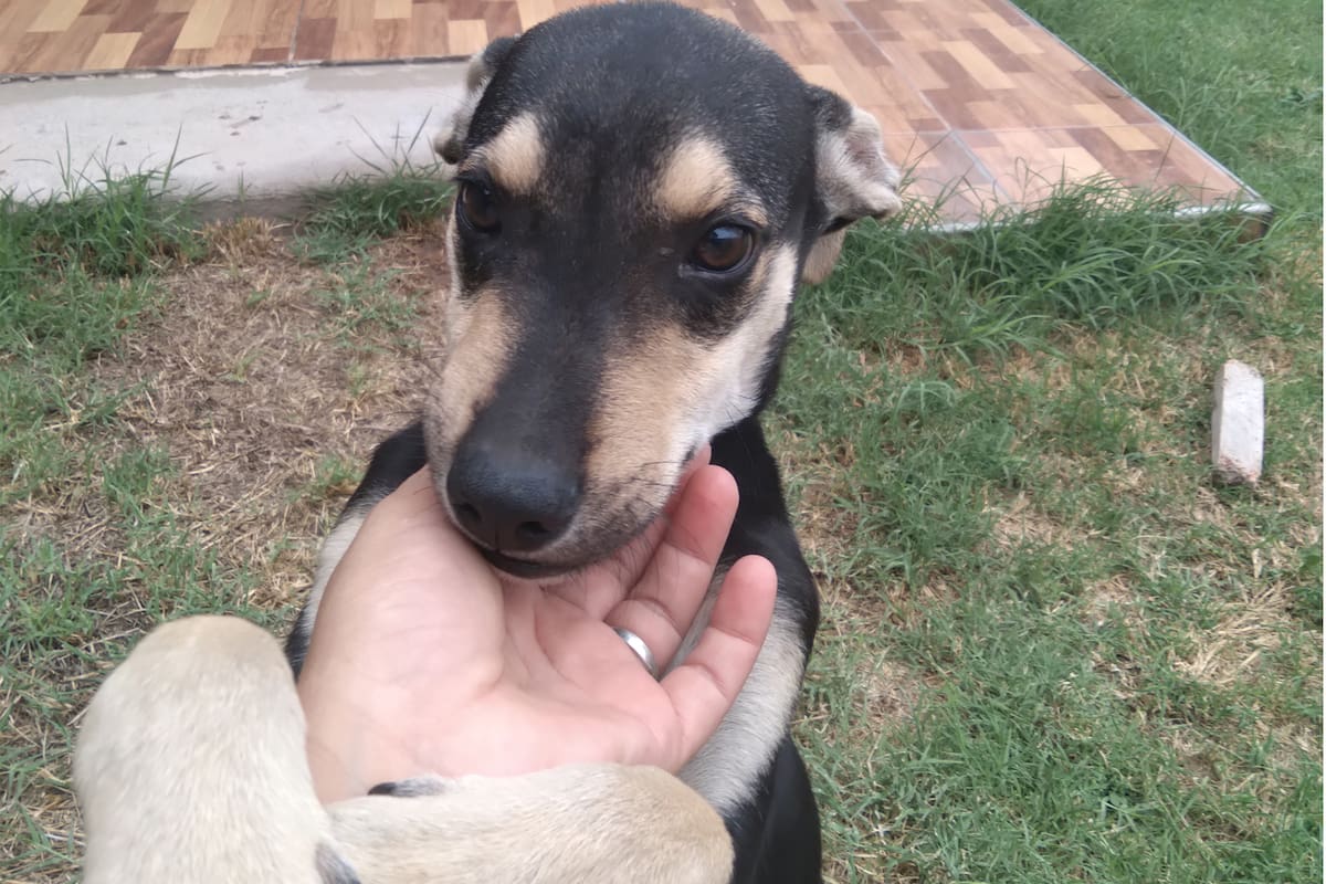 "No pude dejarla afuera".