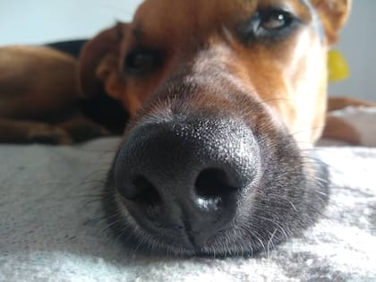 "No quiero ver a mí perro estresado, triste, o ansioso porque yo no puedo cuidarlo. No quiero que mí perro sufra".