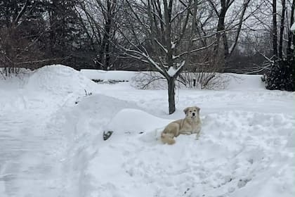 No quiso avanzar por el sendero y su reacción alertó a su dueño de algo grave