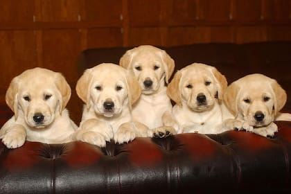 No se debe a la conmemoración de la muerte del fundador de la Sociedad Argentina Protectora de Animales