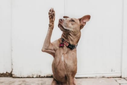 No se debe premiar a los perros con caricias cuando se regresa al hogar, según Mareño