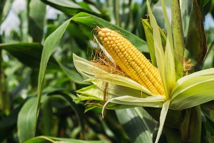 No se espera un aumento significativo en la producción de maíz de los EE.UU.