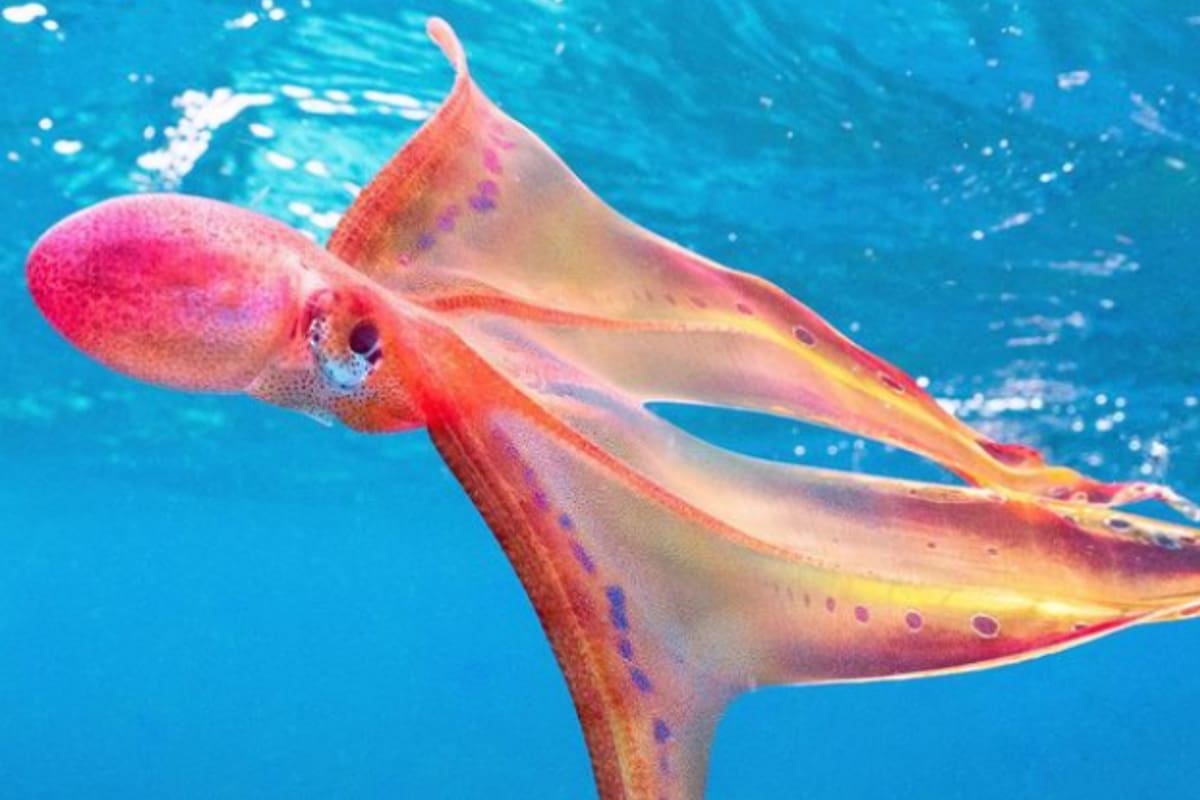 No se tenía registro de este animal desde el año 2002