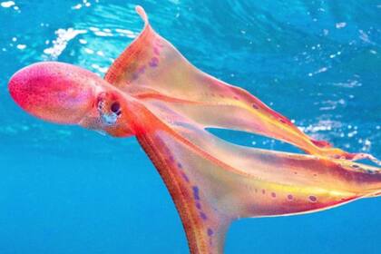 No se tenía registro de este animal desde el año 2002