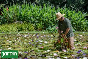 No se trata solo de elegir plantas lindas: la clave está en dónde y cómo se plantan