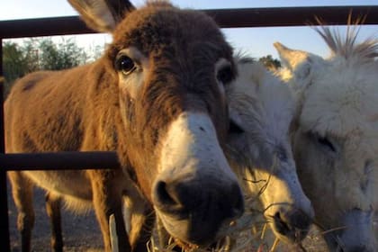 No se veían desde el catorce de marzo. Baldomera, tal como se llama la burra, hizo un tipo de rebuzno que expresa alegría y emoción al reconocer a su cuidador