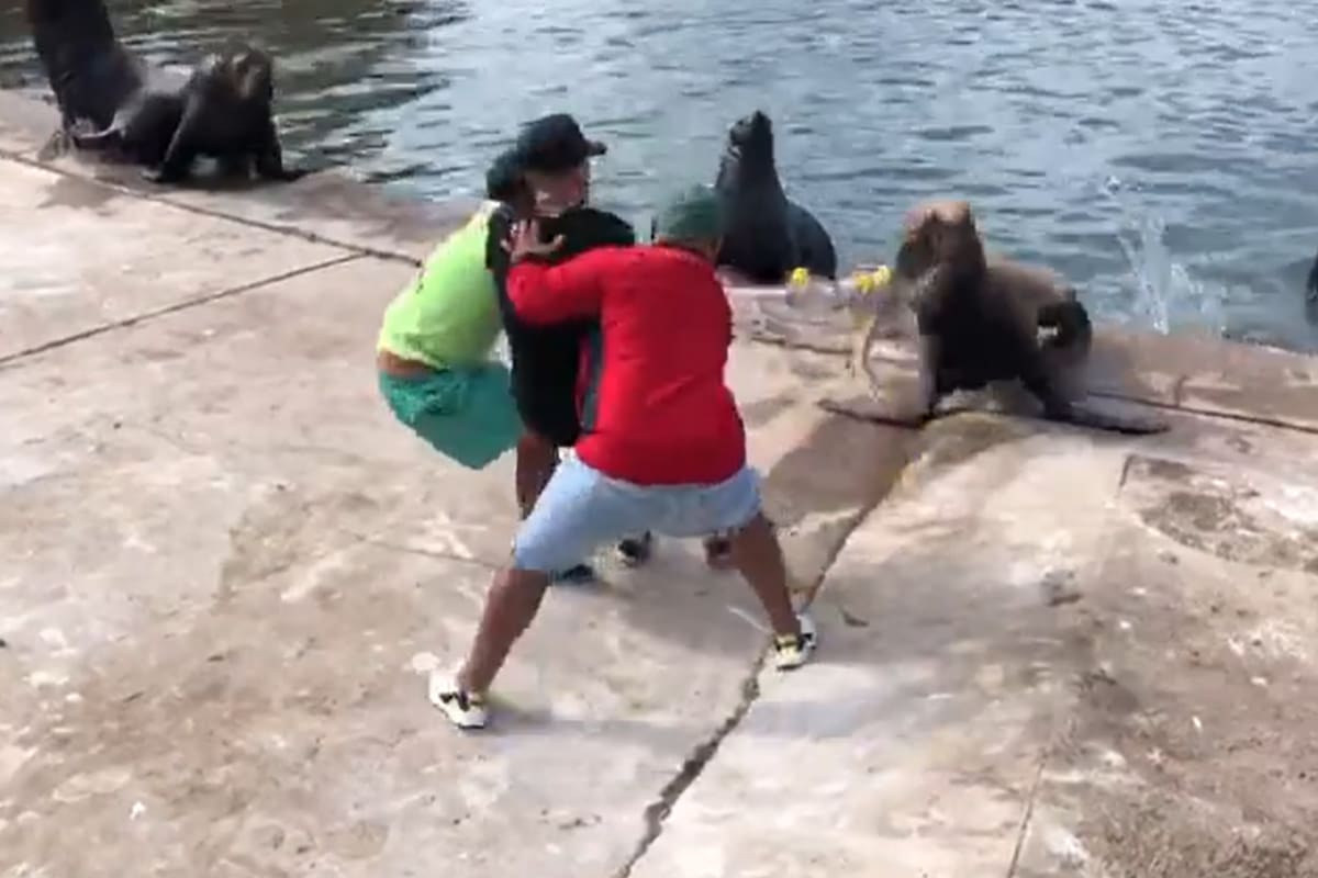 No solo esta especie es víctima de estos restos que abundan en el mar sino otras como delfines y tortugas, que en su mayoría son encontradas en la costa y ya sin vida