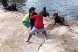 No solo esta especie es víctima de estos restos que abundan en el mar sino otras como delfines y tortugas, que en su mayoría son encontradas en la costa y ya sin vida