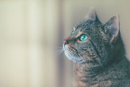 Los gatos sienten el impacto de la convivencia con sus dueños