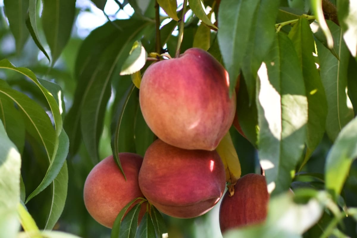 No solo las frutas son alimentos extraordinarios, sino que nuestros antepasados, cuyo metabolismo heredamos, no tenían tiempo de establecer el orden en que comían cada cosa