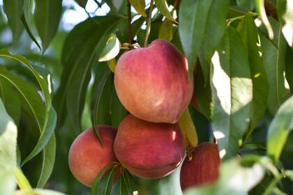 No solo las frutas son alimentos extraordinarios, sino que nuestros antepasados, cuyo metabolismo heredamos, no tenían tiempo de establecer el orden en que comían cada cosa
