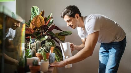 No te olvides de regar los cactus, que aunque menos, también necesitan agua