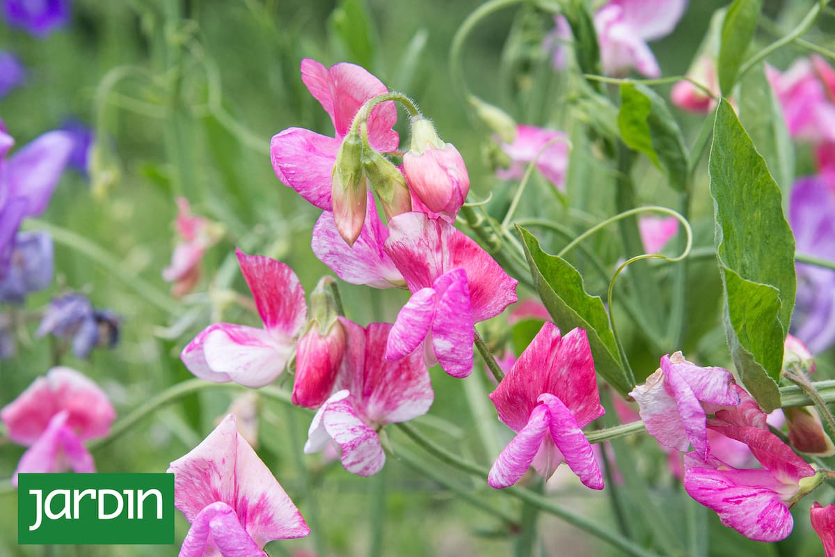 No todas las especies son aptas para jardines urbanos