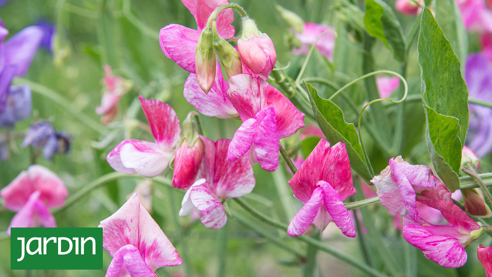 No todas las especies son aptas para jardines urbanos
