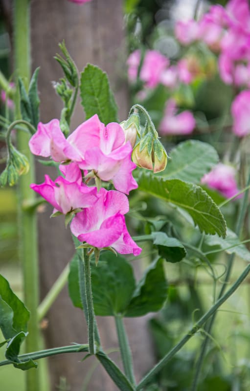 No todas las especies son aptas para jardines urbanos