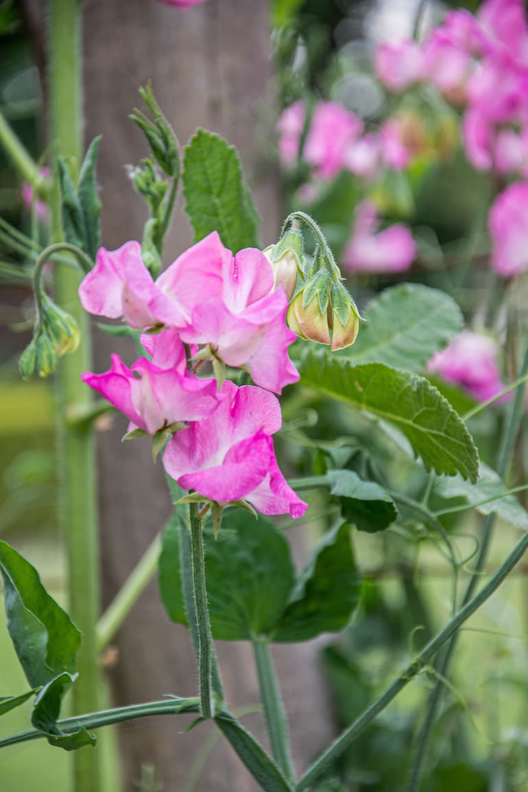No todas las especies son aptas para jardines urbanos