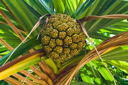 No todas las plantas de pandan dan frutos, pero las que sí tienen una fruta parecida al ananá.