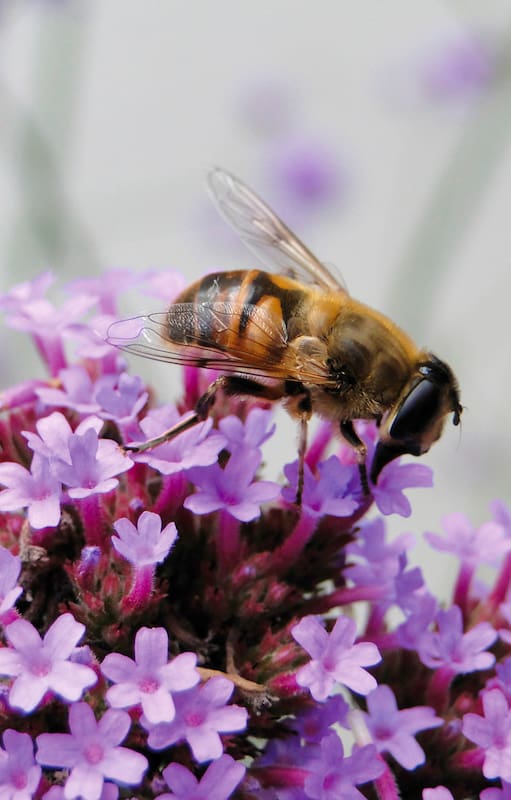 No todas las plantas que nacen solas son yuyos: algunas merecen quedarse