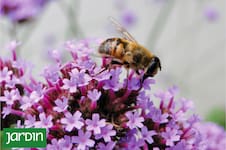 Qué plantas espontáneas conviene sacar y cuáles vale la pena conservar