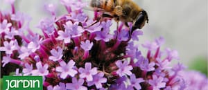 Qué plantas espontáneas conviene sacar y cuáles vale la pena conservar