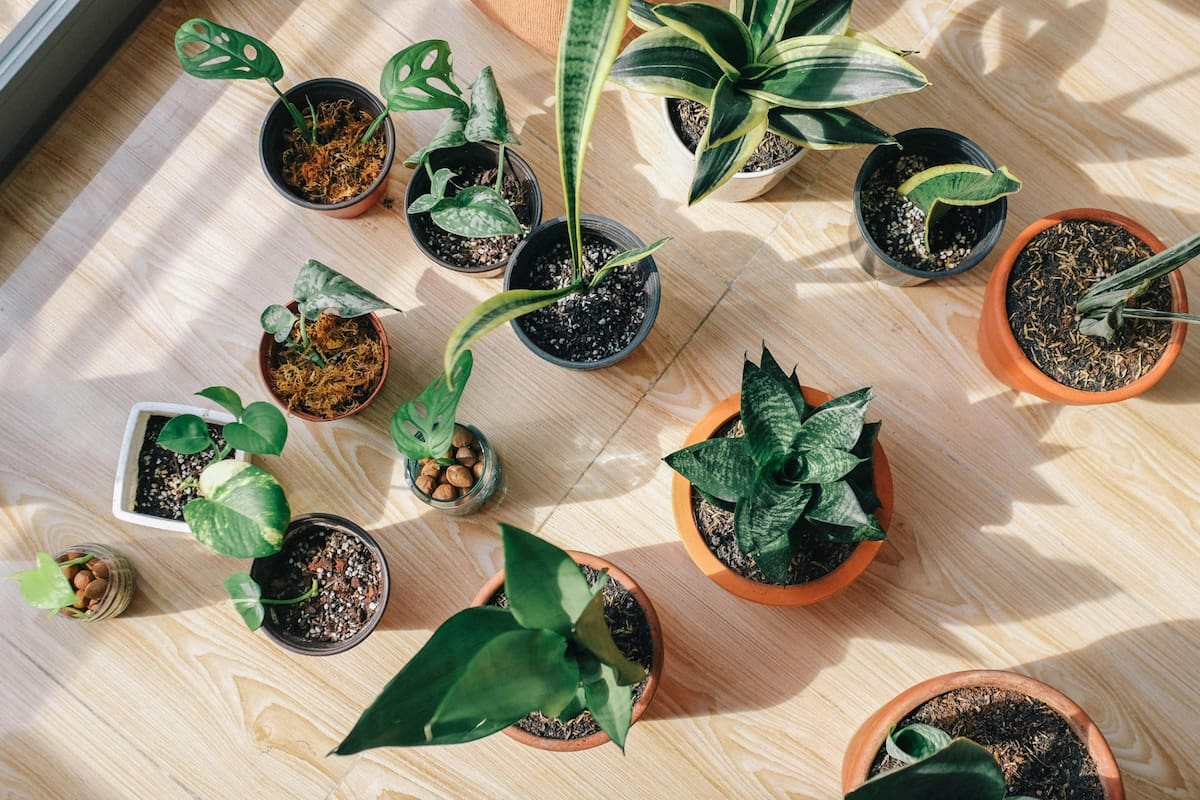 No todas las plantas que se usan con fines decorativos son recomendadas para el hogar según el Feng Shui, ya que algunas pueden bloquear el flujo de energía y afectar la armonía del ambiente