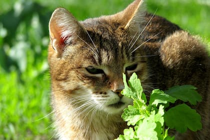 No todas las plantas son aptas para gatos