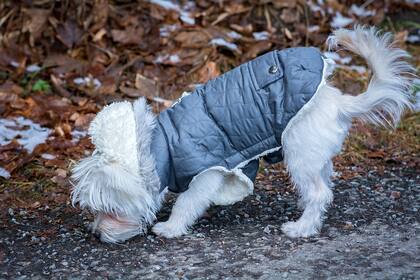 No todas las razas de perros responden de la misma manera al frío (Foto: Pixabay)