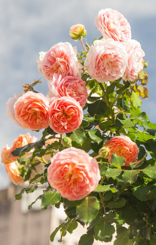No todas las rosas requieren los mismos cuidados