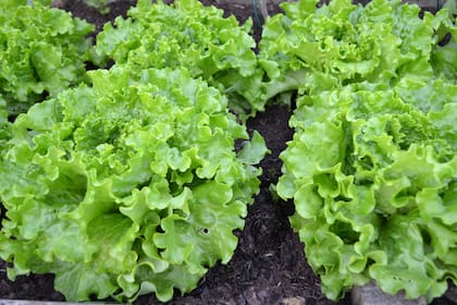 No todas las variedades de lechuga tienen la misma resistencia