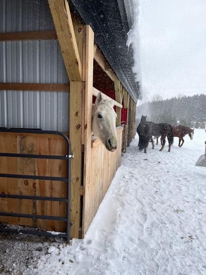No todos los caballos sirven para equinoterapia. Se eligen con base en su temperamento, paciencia y docilidad.