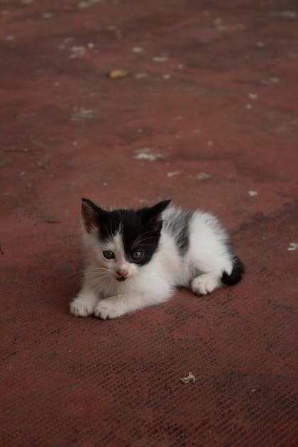 No todos los gatos llegan al refugio con un pasado tan claro, ni con un niño que haya sabido describirlos tan bien
