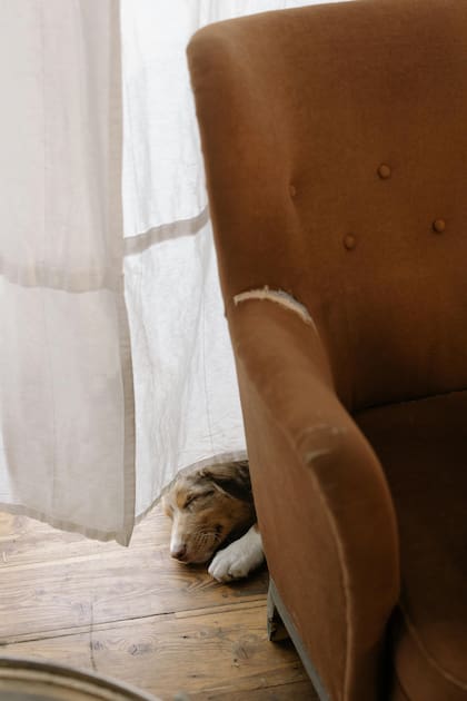 No todos los perros mueren con los ojos abiertos y eso se debe a la pérdida de control de los músculos minutos antes del deceso