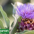 ¿Por qué los paisajistas están plantando repollos donde antes había flores?