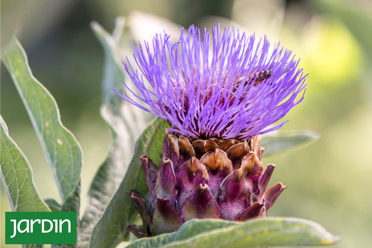 No vas a querer elegir entre huerta y jardín después de conocer estas especies