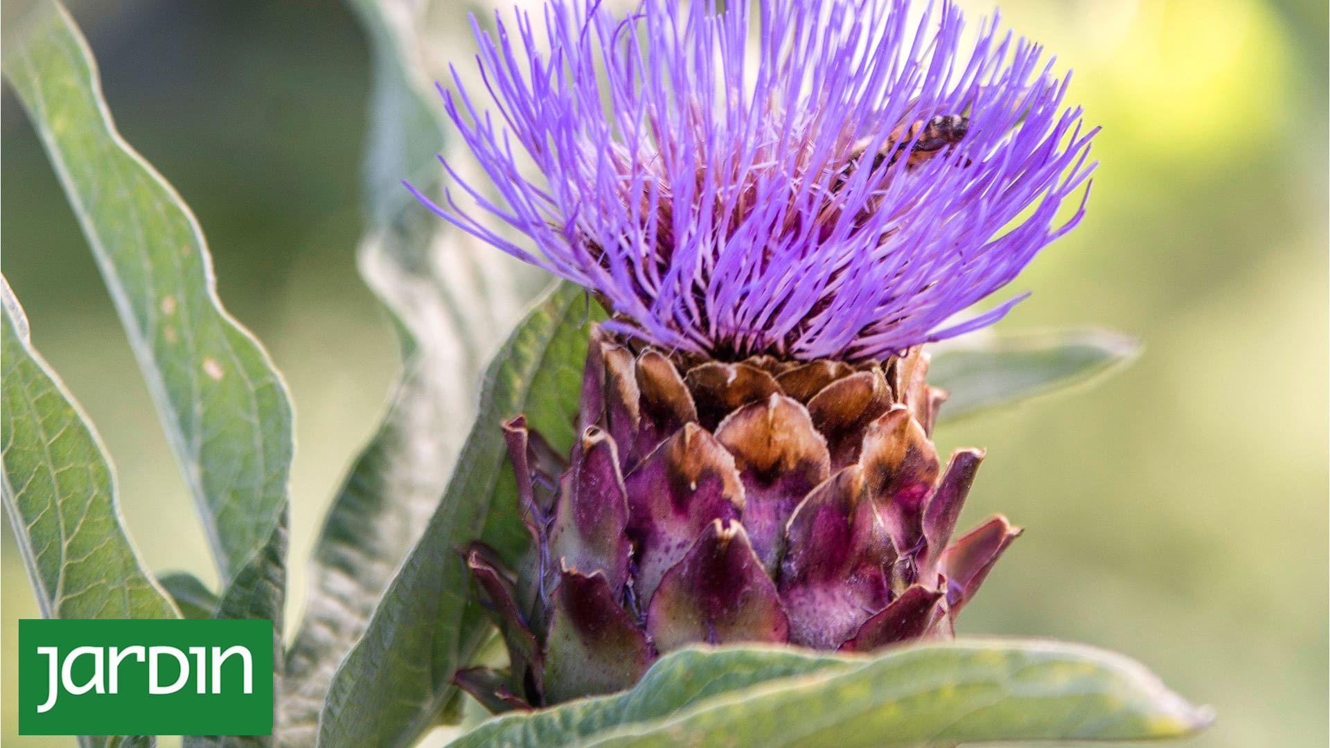 No vas a querer elegir entre huerta y jardín después de conocer estas especies