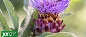 ¿Por qué los paisajistas están plantando repollos donde antes había flores?