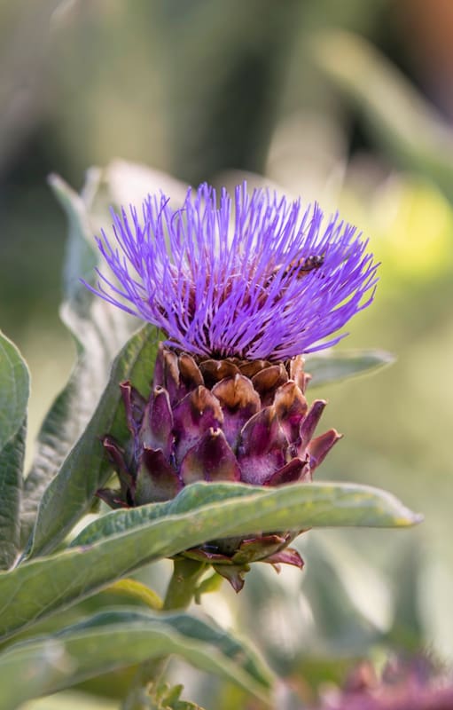 No vas a querer elegir entre huerta y jardín después de conocer estas especies