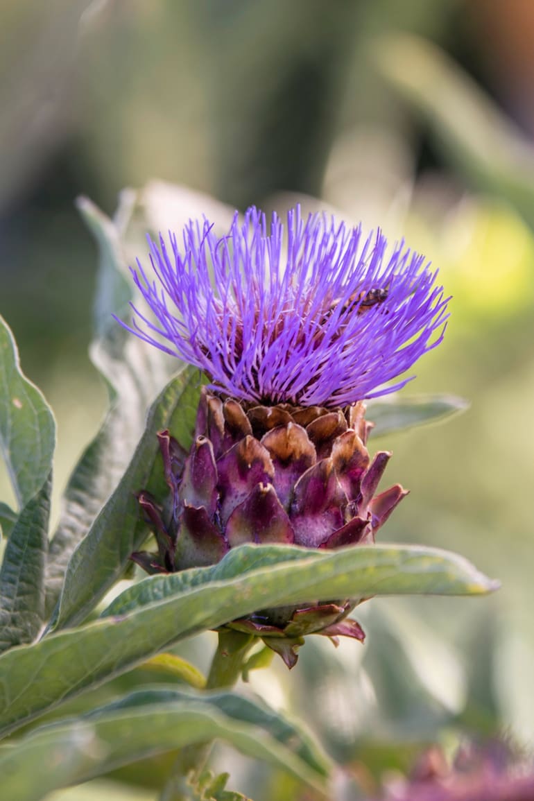 No vas a querer elegir entre huerta y jardín después de conocer estas especies