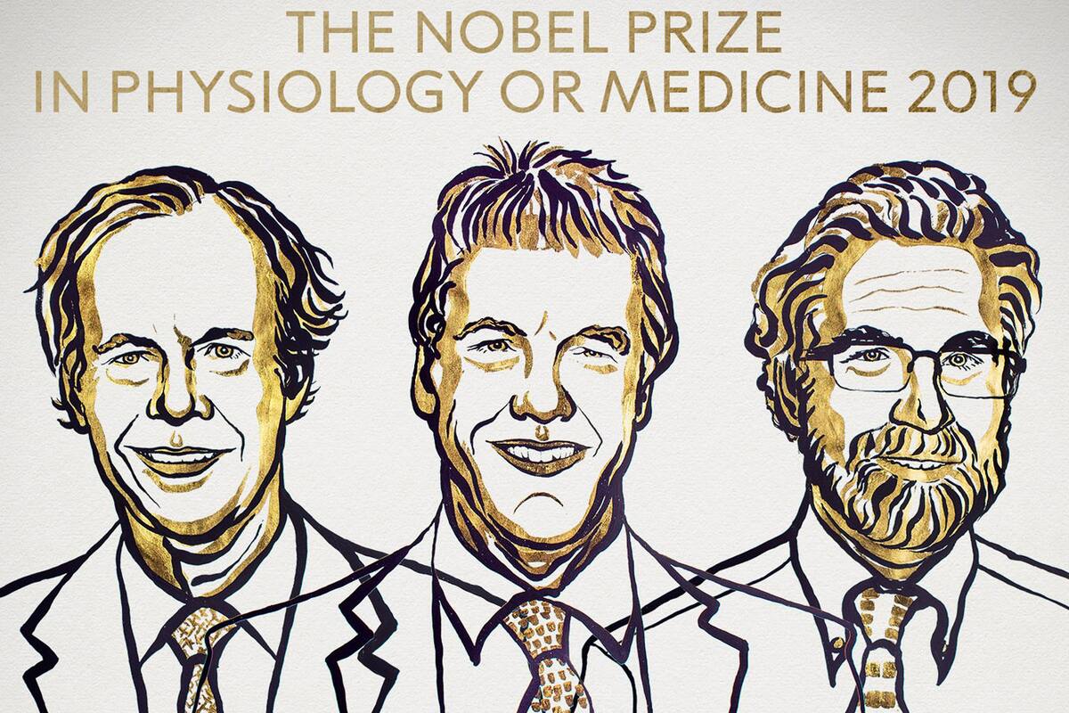Nobel de Medicina a tres científicos por sus trabajos sobre células y oxígeno