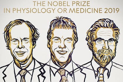 Nobel de Medicina a tres científicos por sus trabajos sobre células y oxígeno