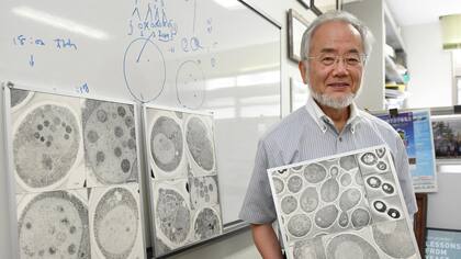 Yoshinori Ohsum