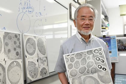 Nobel de Medicina para Yoshinori Ohsumi por descubrir el procedimiento de la autofagia