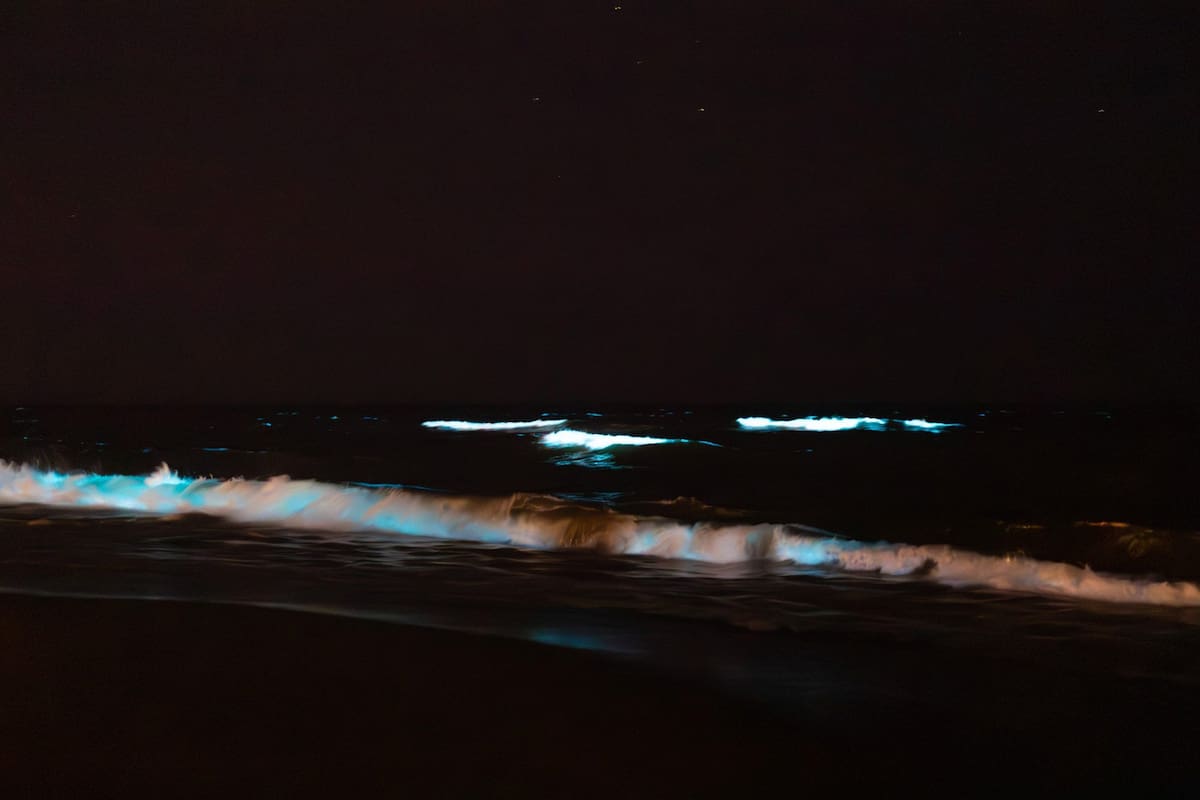 Noctilucas en Punta del Este, un espectáculo lumínico natural