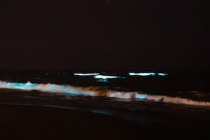 Noctilucas en Punta del Este, un espectáculo lumínico natural