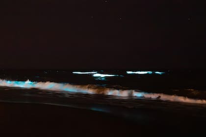 Noctilucas en Punta del Este, un espectáculo lumínico natural