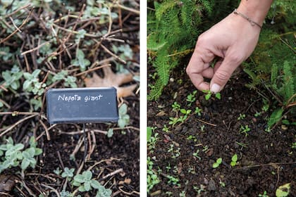 Nombrar plantas que pueden desaparecer durante la estación fría y realizar raleos de especies anuales
