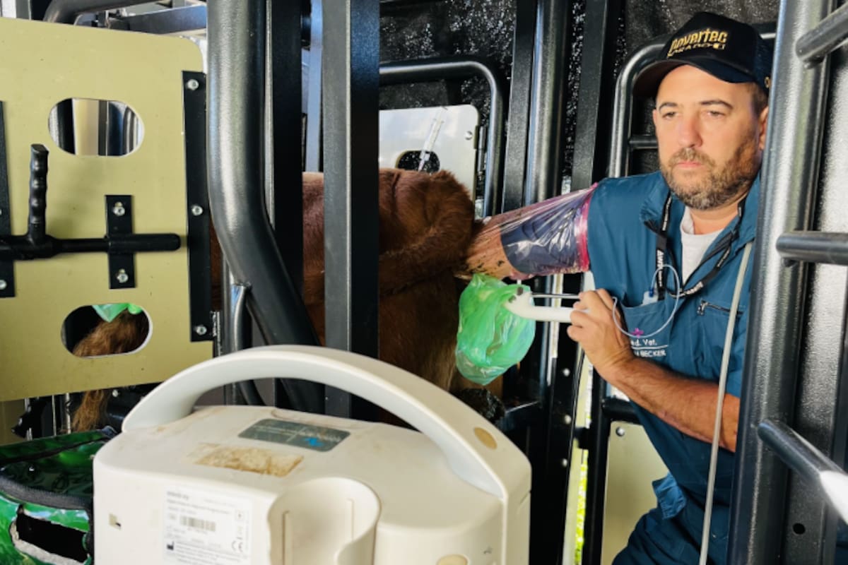 Normalmente una vaca puede generar hasta 10 crías a lo largo de su vida productiva mediante parto natural; con la transferencia de embriones pueden superar los 200 terneros